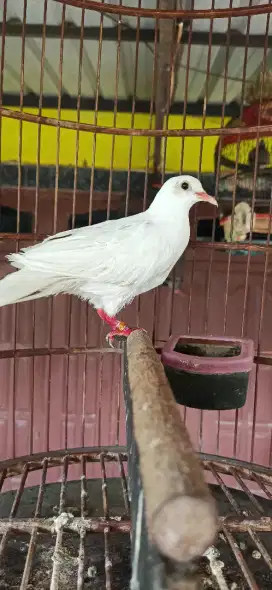 derkuku putih jantan dewasa