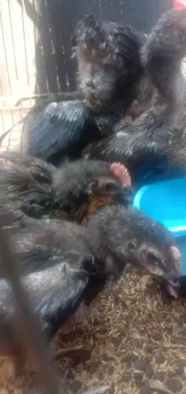 Anakan ayam pelung trah kontes