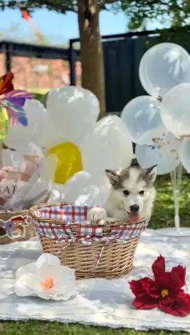 OPEN BOOKING SUPERB QUALITY ALASKAN MALAMUTE PUPPIES