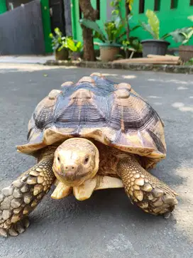 Dijual Kura Kura Darat