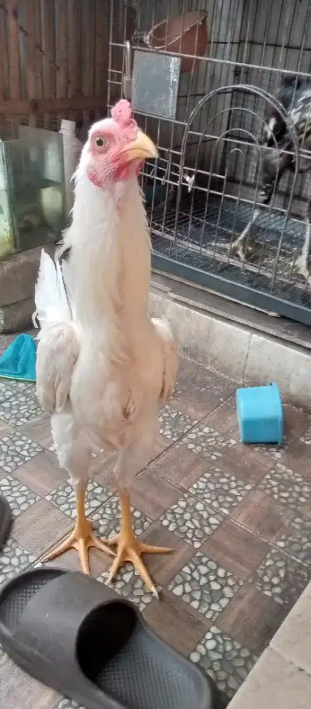 Ayam jago putih