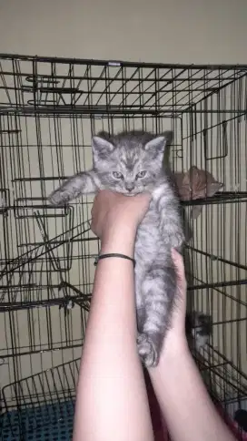 Kucing Persia Medium