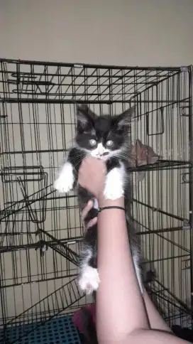 Kucing Persia Medium