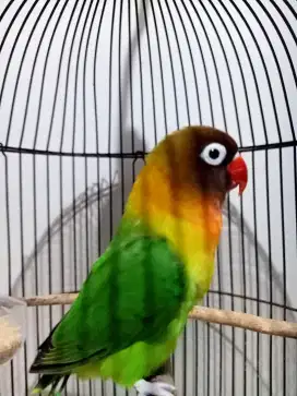 Burung Lovebird