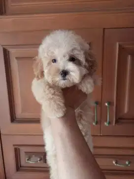 POODLE MIX MALTESE BETINA