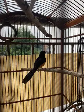 burung murai jantan sehat