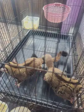 Sugar glider indukan jantan 2 + kandang