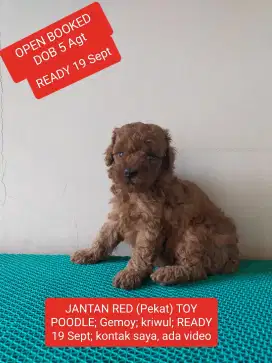 JANTAN RED (Pekat) TOY POODLE