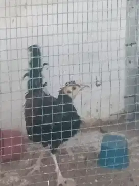 Ayam hutan hijau jantan
