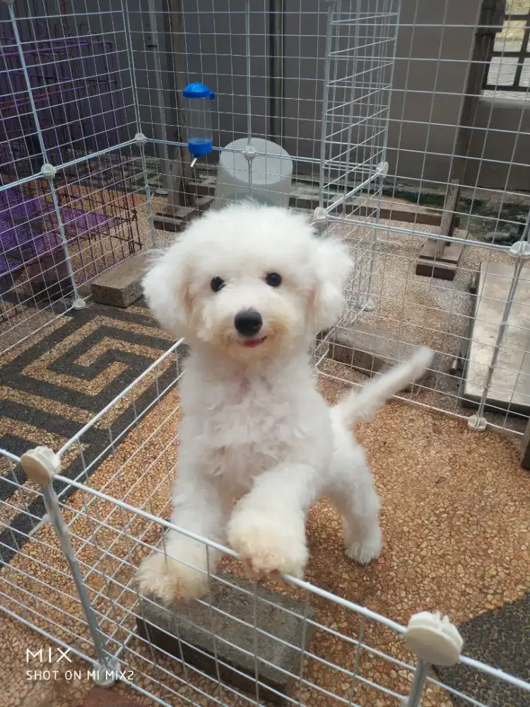Jual Calon Pejantan Mini Bichon Frise
