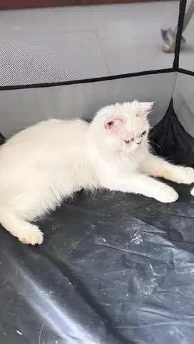Kucing Persia x peaknose jantan (bonus kucing calico persia betina)
