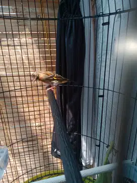 Burung Red siskin
