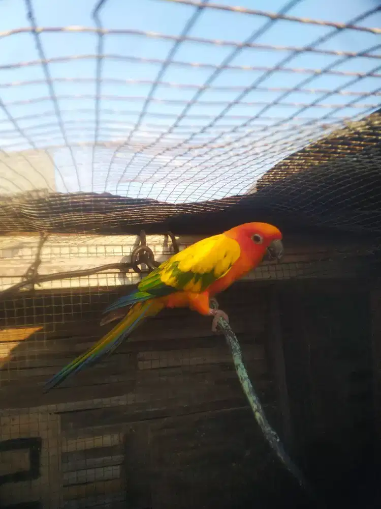 Sunconure remaja