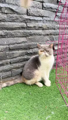 Adop Kucing pesek
