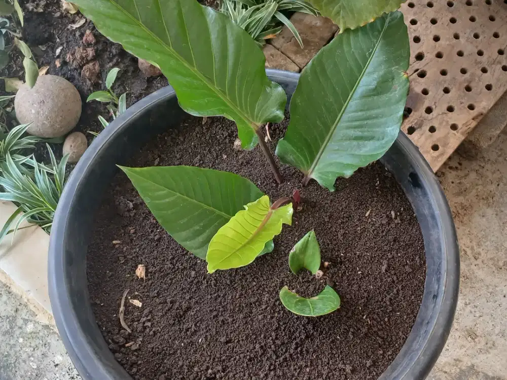 Anthurium Black Beauty