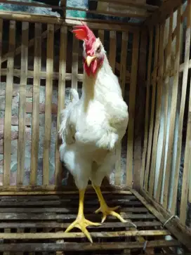 Jum'at berkah pnya Ayam warna putih UMR 7 bln mkn lahap body mntap wa