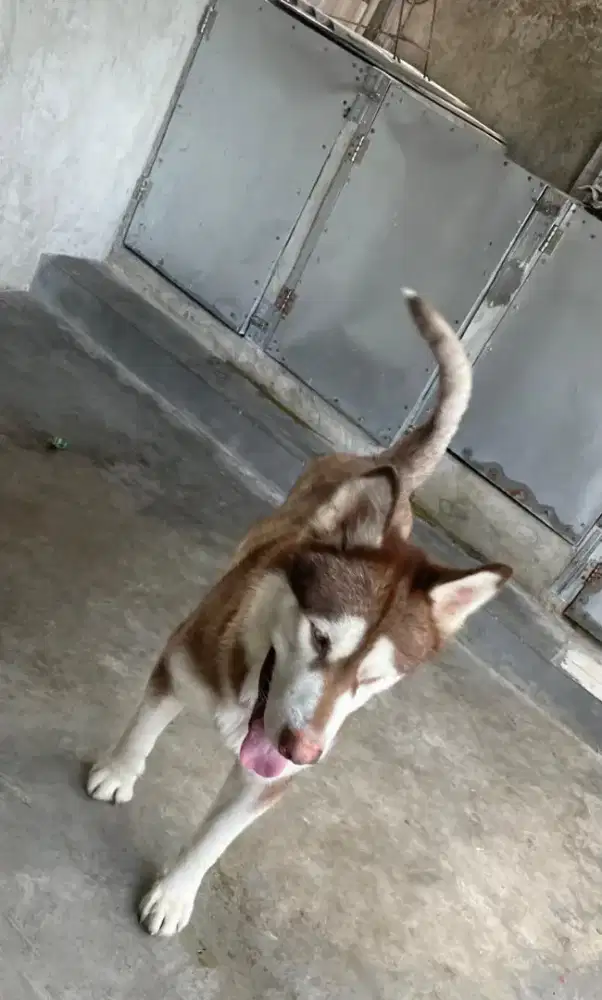 Adopt Small Fee Malamute