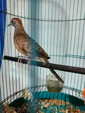 Perkutut lokal tuban rawatan