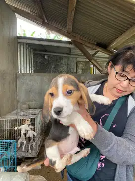 beagle betina ready