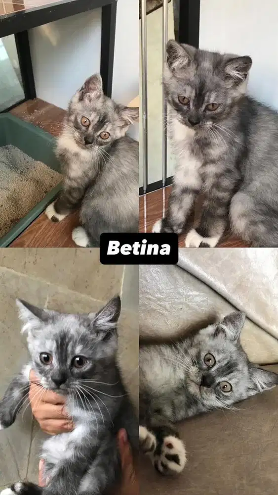 Kucing British Shorthair mix