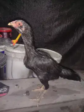 Ayam babon pakhoi brutal