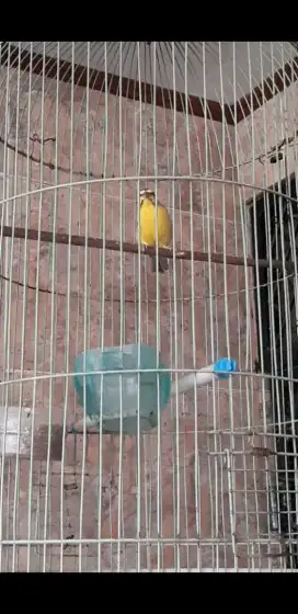 Burung Mozambik