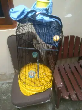 Burung kenari paud Af
