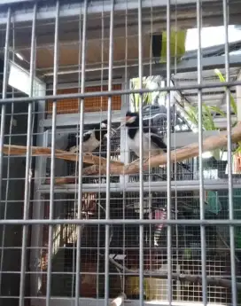 Jalak suren jantan dan betina