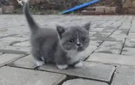 Munchkin British Shorthair