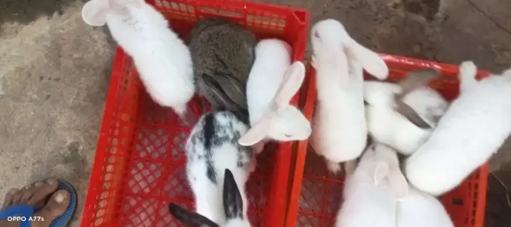 Lepas adopsi Kelinci lokal dan hias rex karpet