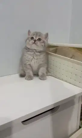 BRITISH SHORTHAIR / BSH Blue taby