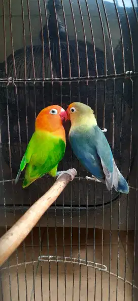 Love bird sepasang