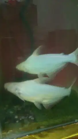 2 ekor Patin Albino Jumbo