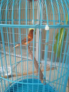 Kenari bon merah