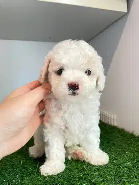 Fawn Toy Poodle Jantan