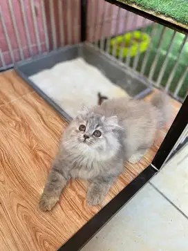 persia longhair super