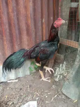 Jual Ayam muda siam