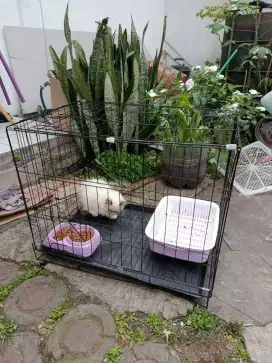 Kitten Ragdoll & peralatan