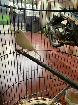 Kenari putih gacor durasi 30 detik up