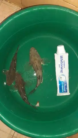 Ikan Betutu / Gabus malas 3 ekor(1 uk: P10cm L4cm dan 2 uk: P7cm L3cm)
