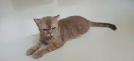 Kucing Betina BSH (British Short Hair)