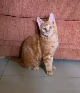 Mainecoon kitten maine coon induk ped cfa