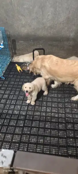 Golden Retriever Betina