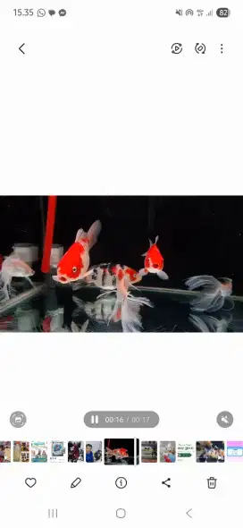 Ikan koi sb 3 ekor