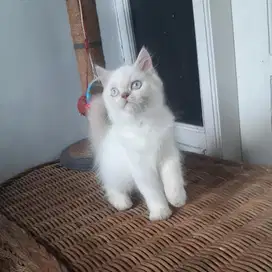 Kucing Persia Medium Jantan 2