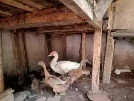 Bebek betina dan entok jantan