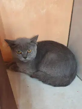 Kucing British Shorthair BSH Betina 6 bln