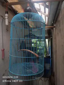 Kandang besi Bekas love bird masih lumayan