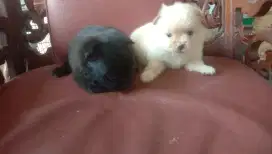 minipom qualitas sepasang