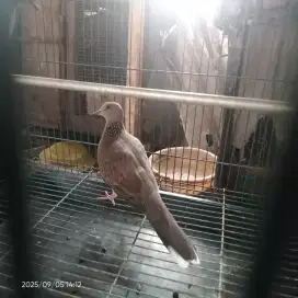 Tekukur jantan  rajin